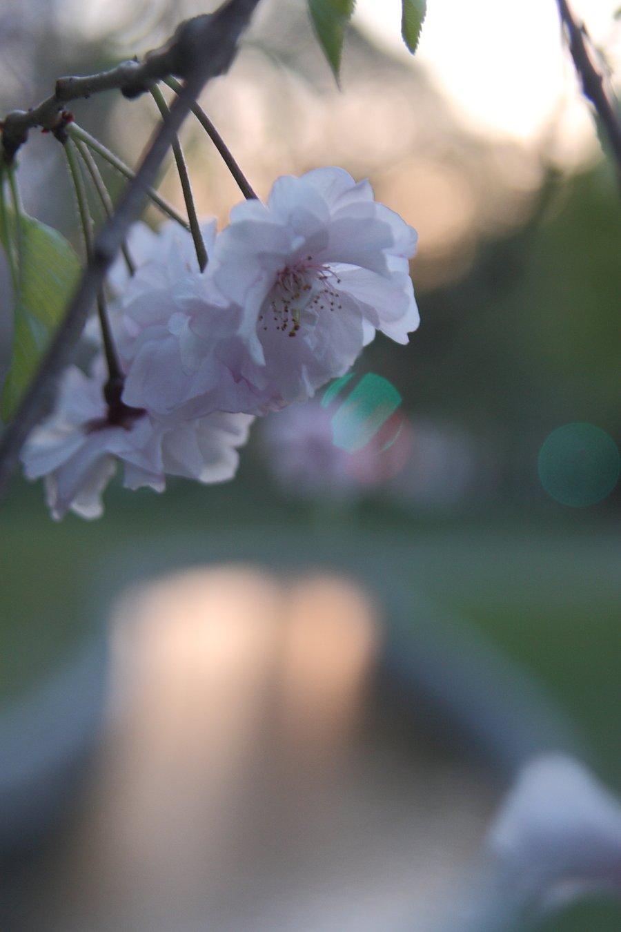 去りゆく桜・夕暮れ時