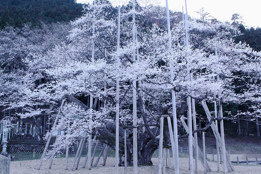 薄墨桜