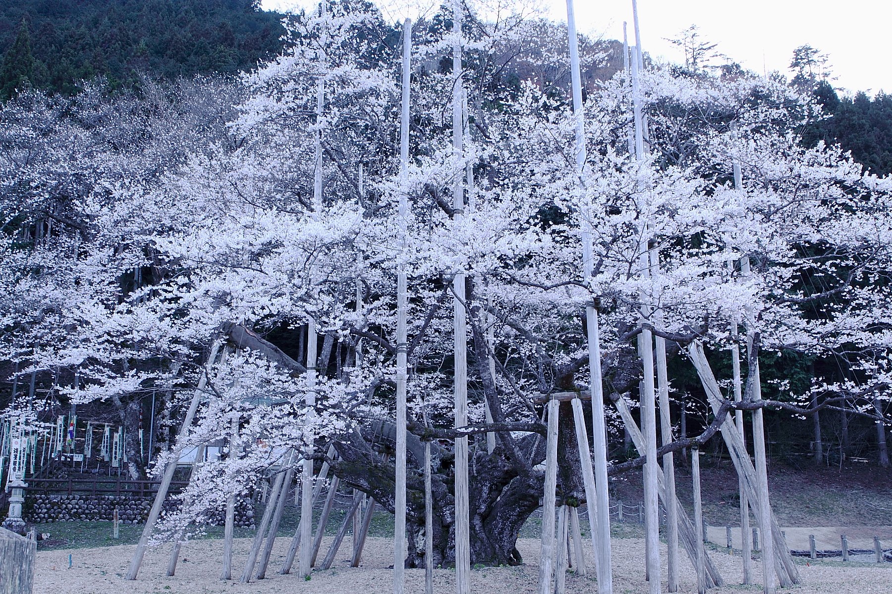 薄墨桜