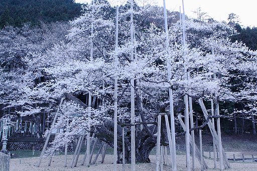 薄墨桜