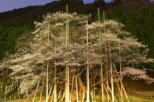 薄墨桜−Ⅱ
