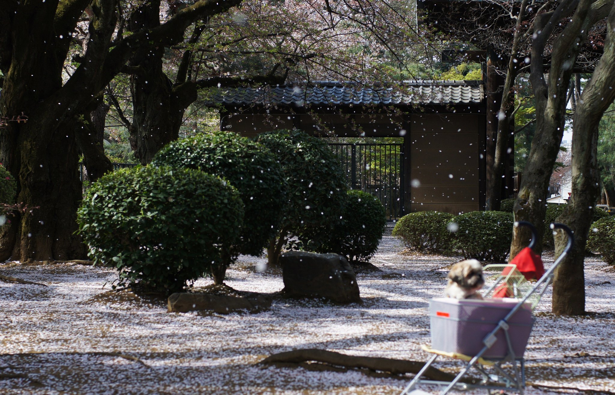 桜吹雪