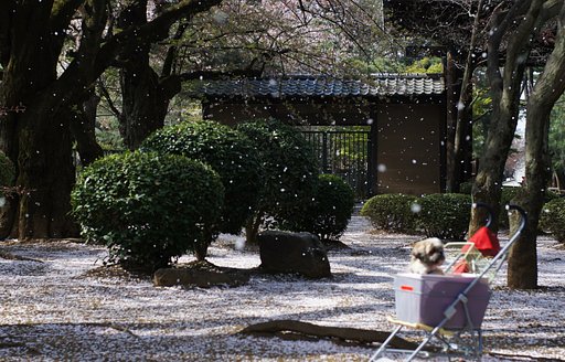 桜吹雪