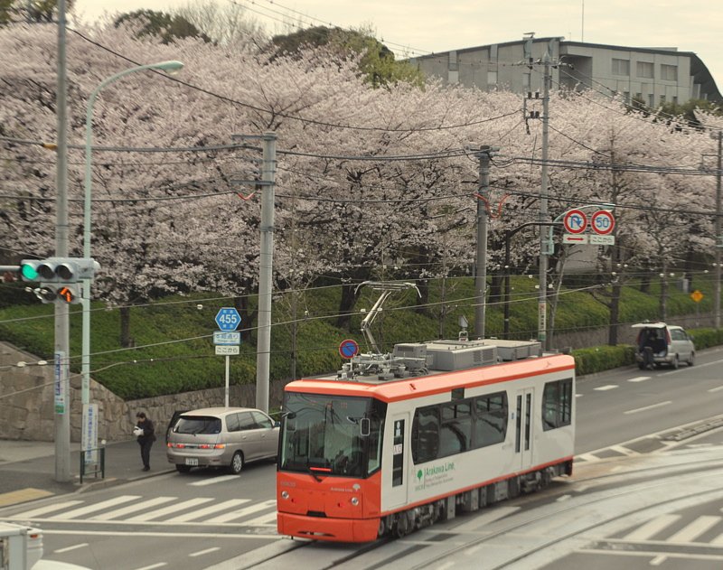 都電と飛鳥山公園の桜