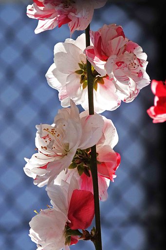 　【　花もも　】　・Ⅱ
