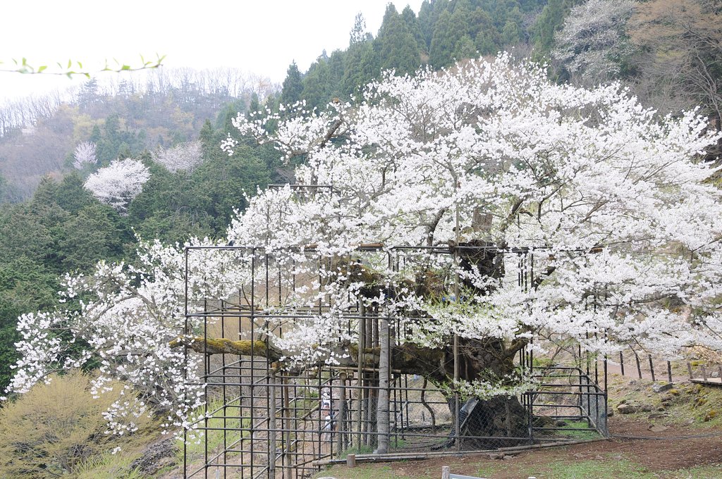 樽見の大桜
