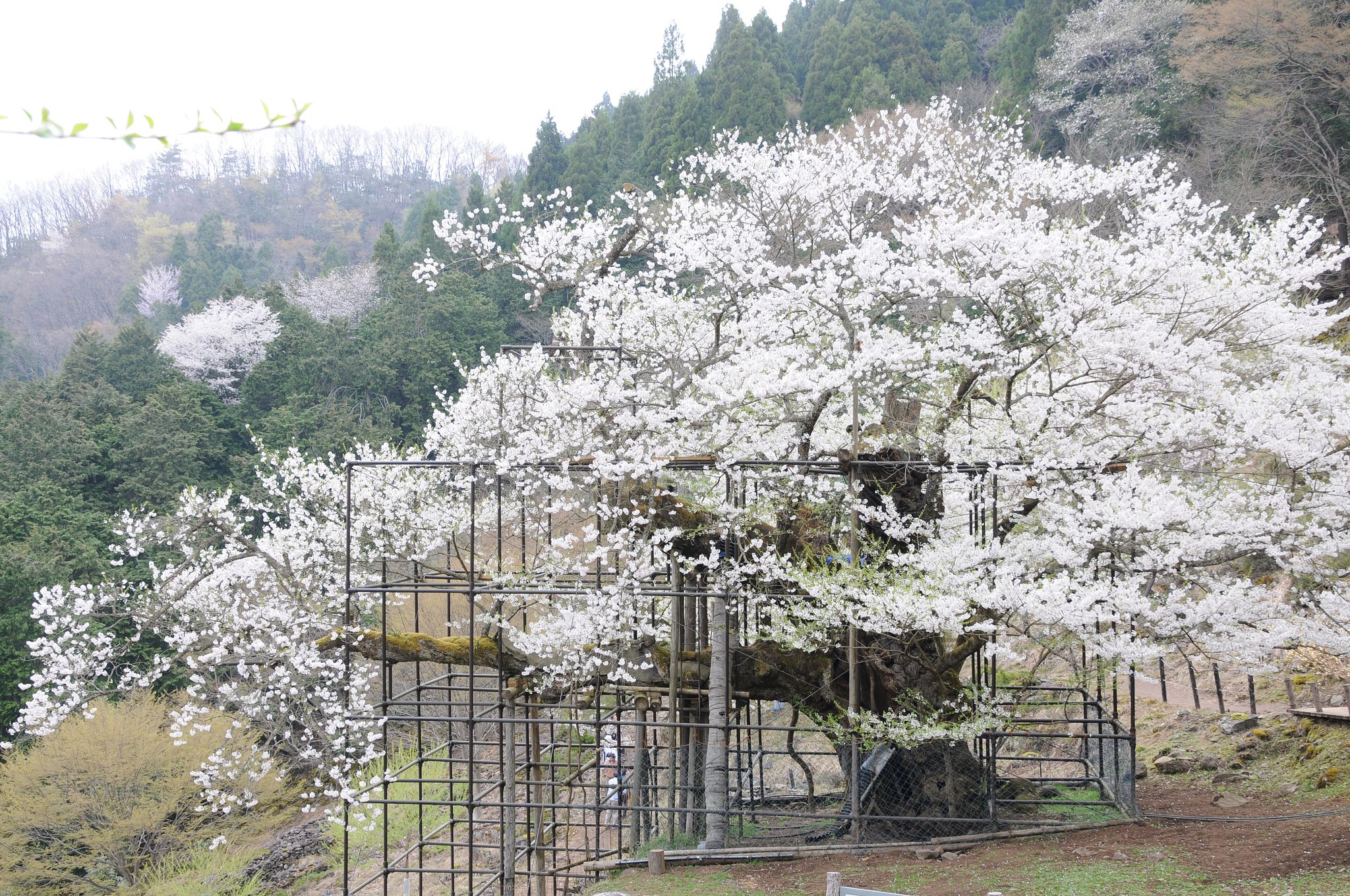 樽見の大桜