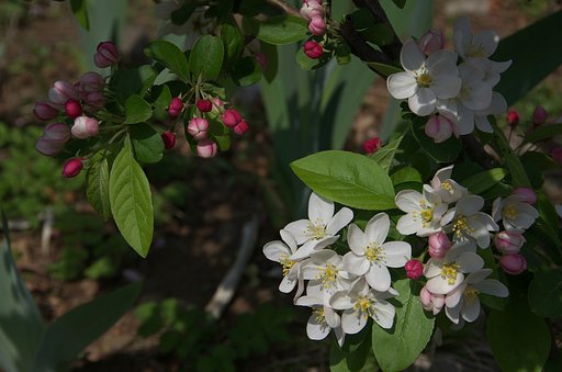 この花は？