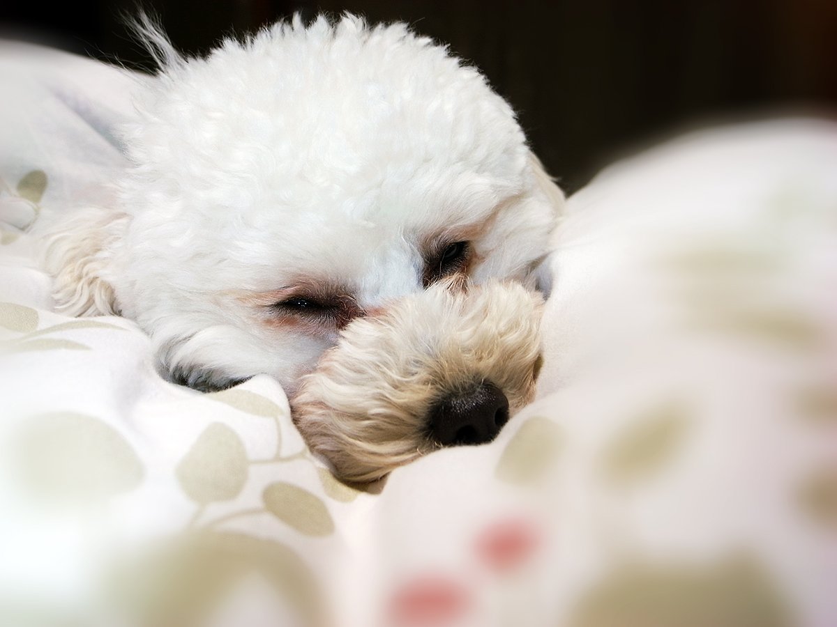 【おだやかに・・・春】は眠いのよ