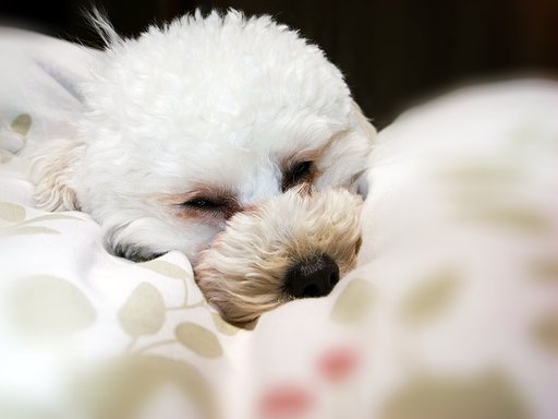 【おだやかに・・・春】は眠いのよ