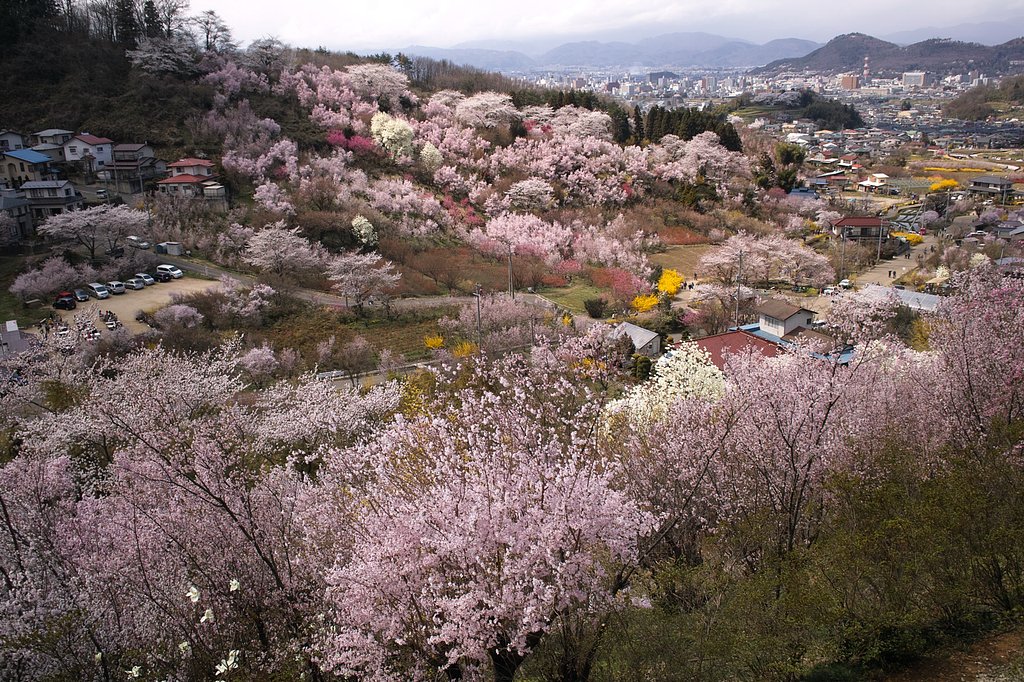 花見山から