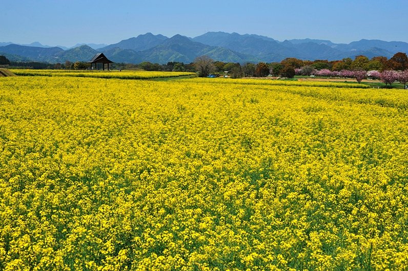 菜の花畑2