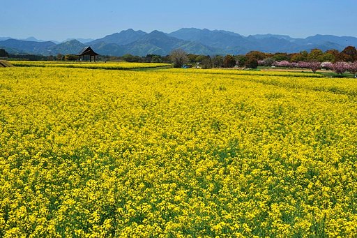 菜の花畑2