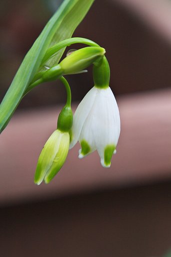 【おだやかに・・・春】春らしい咲いて・・