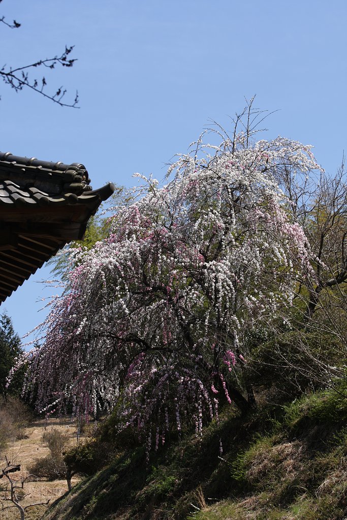 大きな花桃