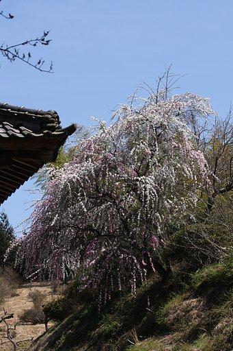 大きな花桃