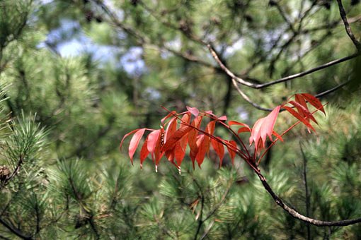 紅一点