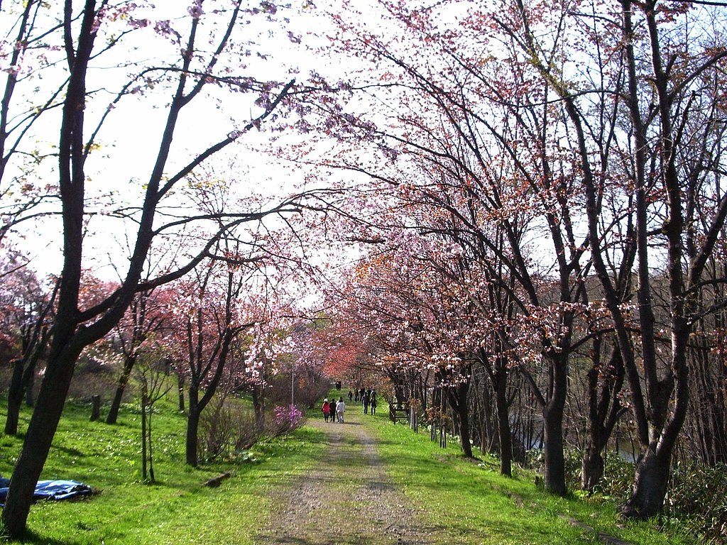 桜通り