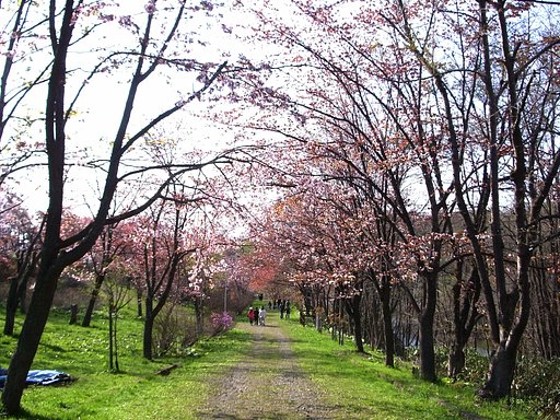 桜通り