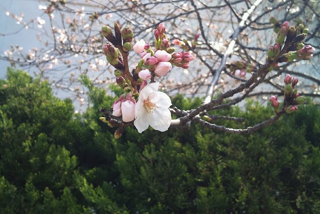 ようやく桜咲きますた