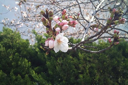 ようやく桜咲きますた