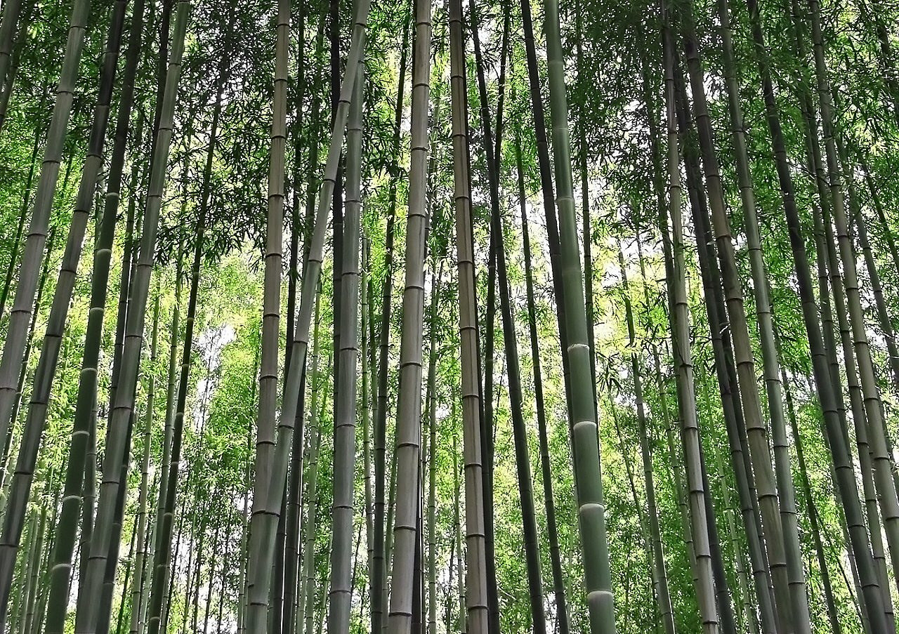 【おだやかに・・・春】竹林