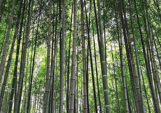 【おだやかに・・・春】竹林