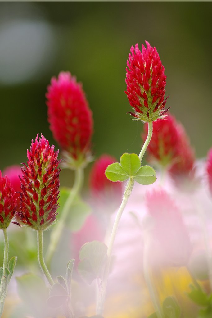 何の花？