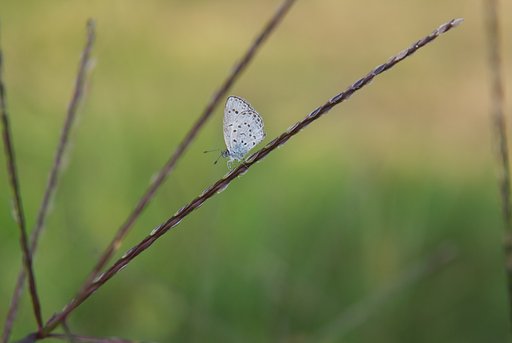 【長】い草の花に止まったシジミチョウ。