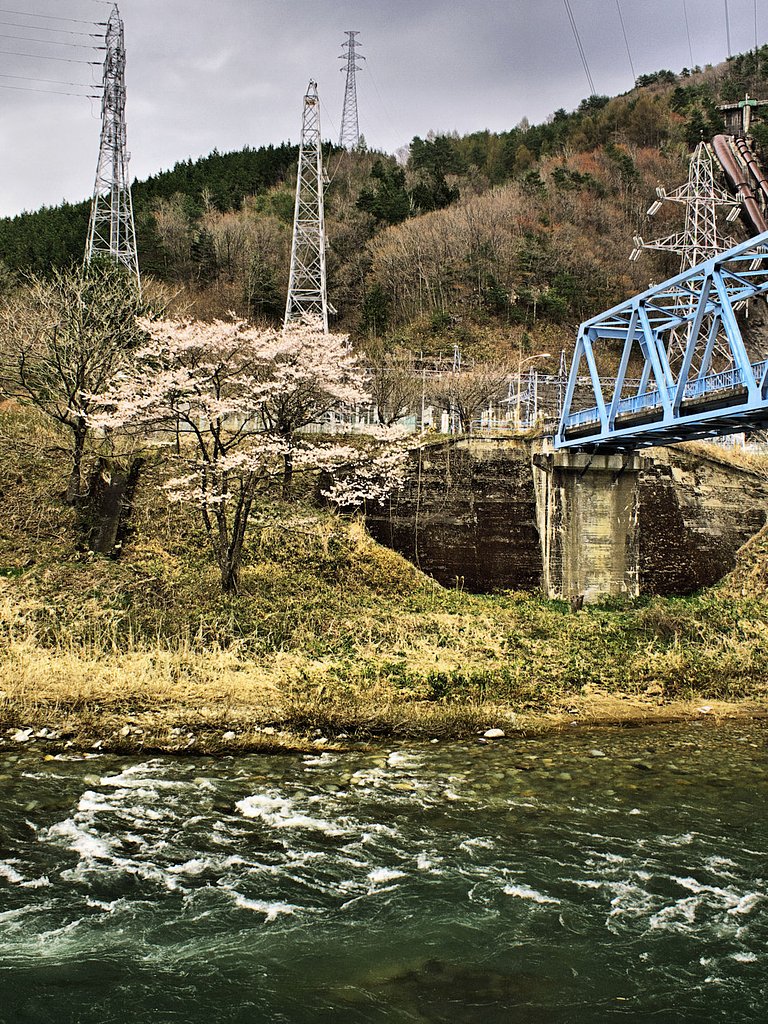 【質】　桜と河に青い鉄橋