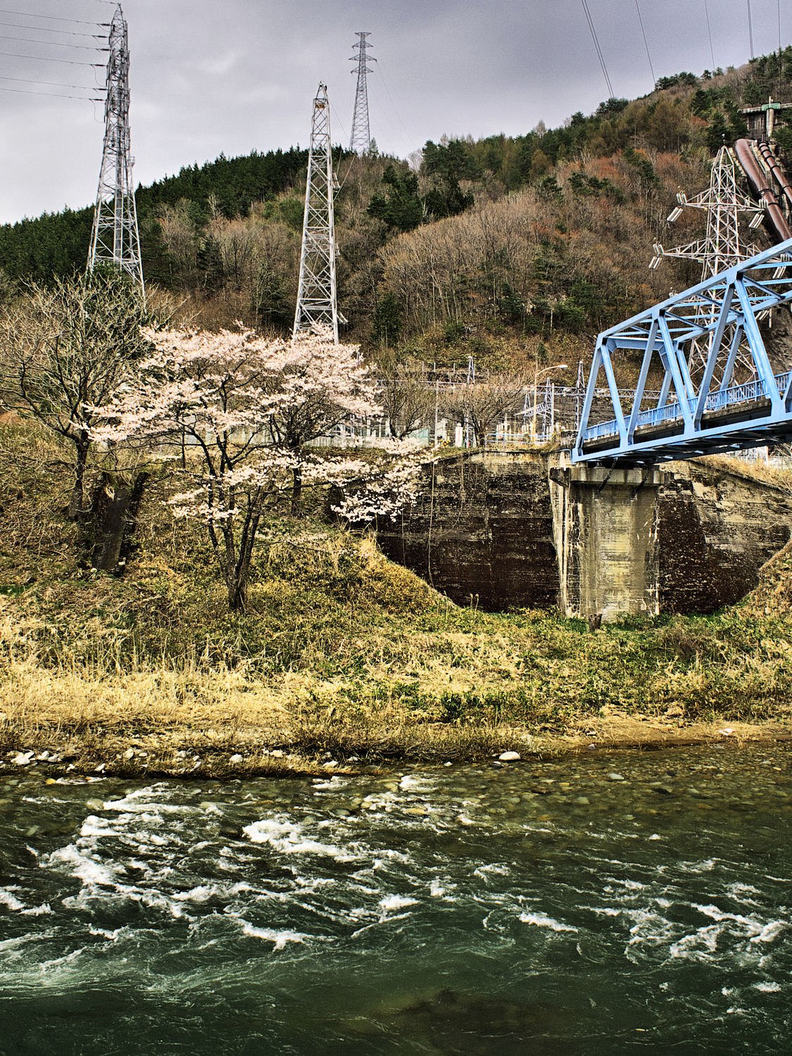 【質】　桜と河に青い鉄橋