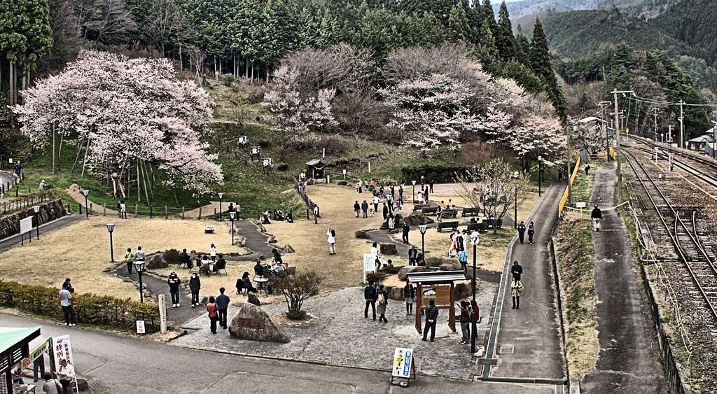 【質】　臥龍桜公園