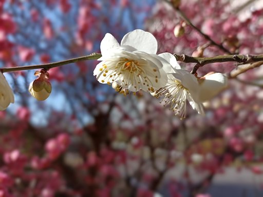 1月31日の写真