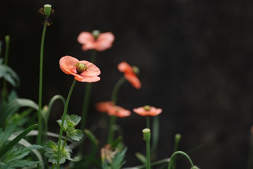 お花さんたち