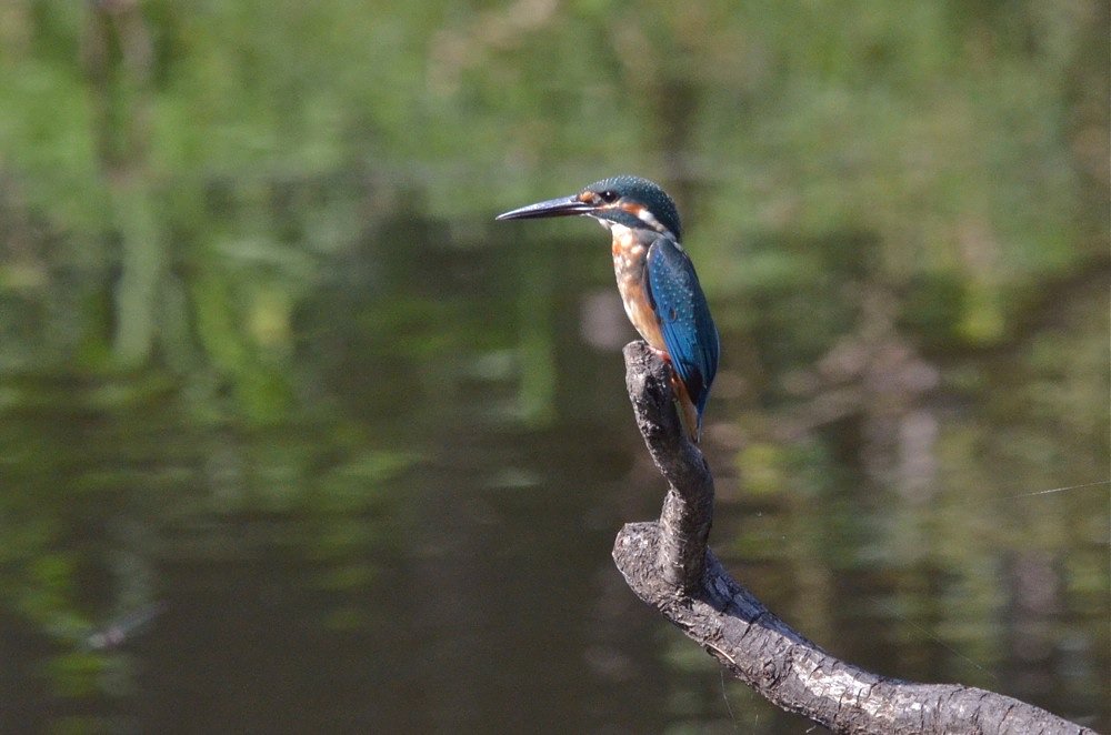 ヤング・カワセミ
