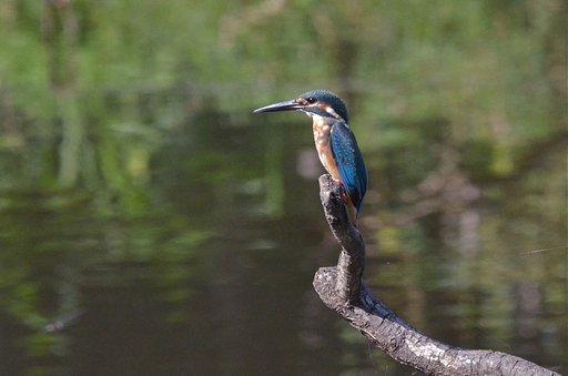 ヤング・カワセミ