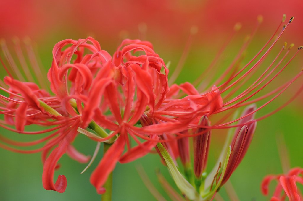 ぼけ曼珠沙華