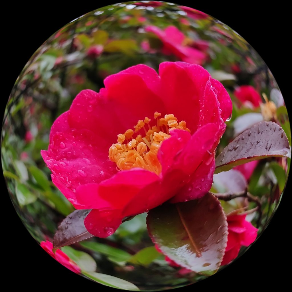 閉じ込めた山茶花