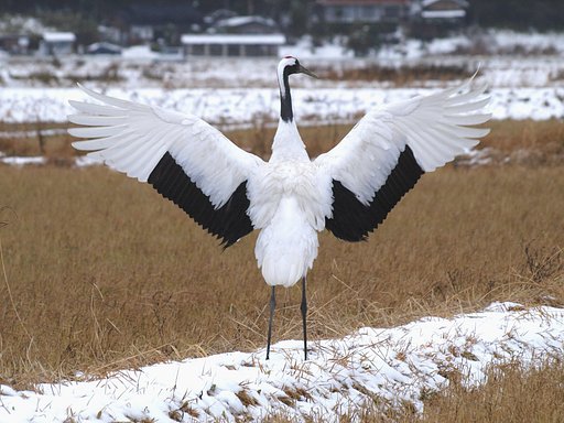 タンチョウ−３