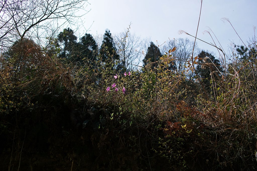 【おだやかに・・・春】枯葉と若葉ごちゃ混ぜ