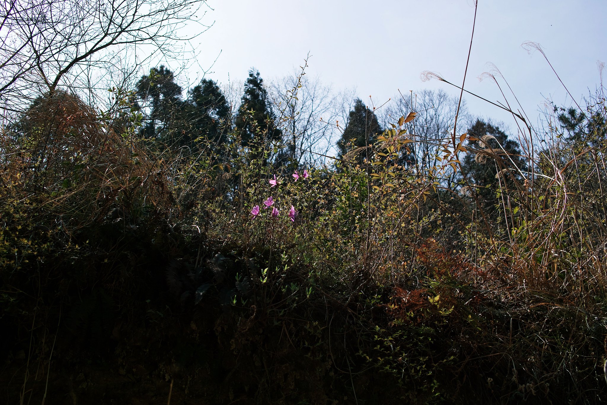 【おだやかに・・・春】枯葉と若葉ごちゃ混ぜ