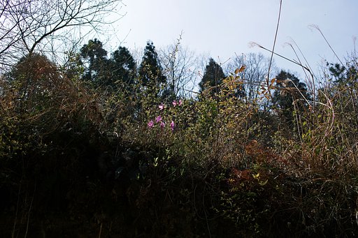 【おだやかに・・・春】枯葉と若葉ごちゃ混ぜ