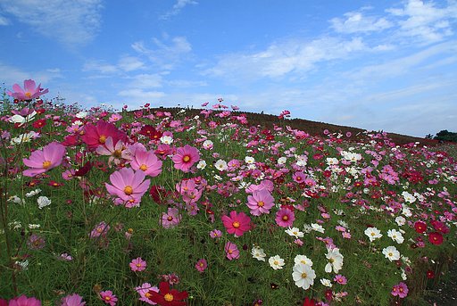 高原のコスモス