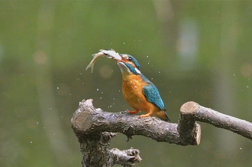 カワセミ(餌捕獲)