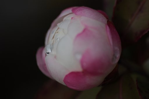 明けましておめでとうございます