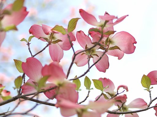 【おだやかに・・・春】 空を押し上げて〜♪