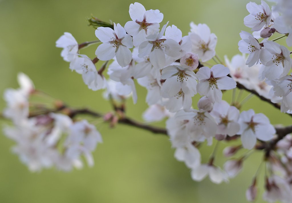 桜