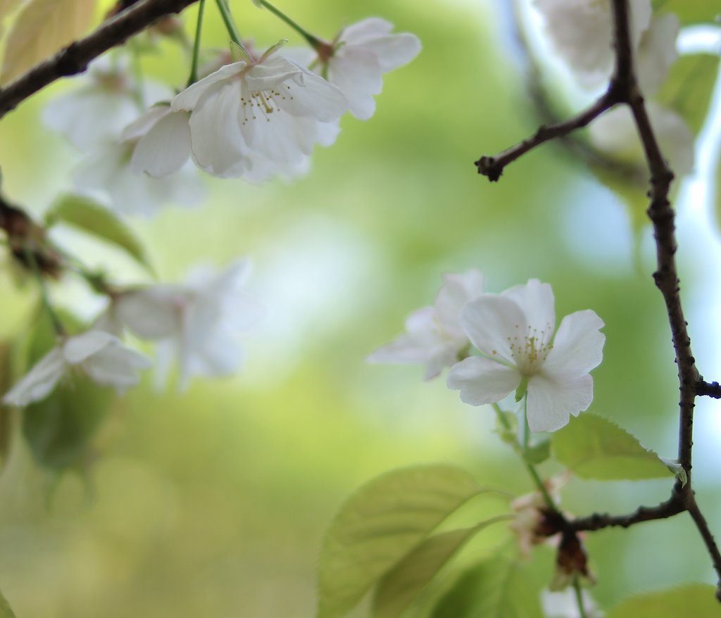 新緑と桜の出会い