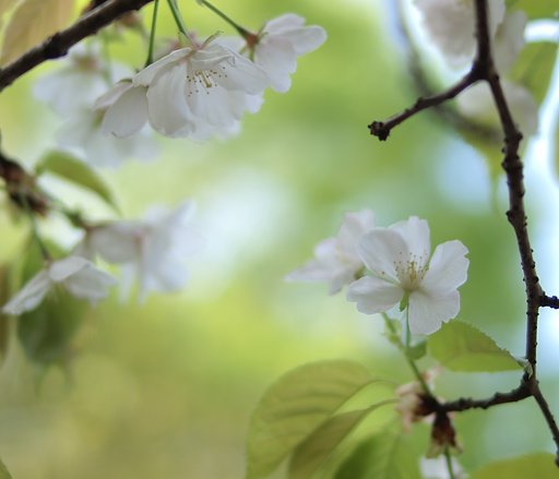 新緑と桜の出会い