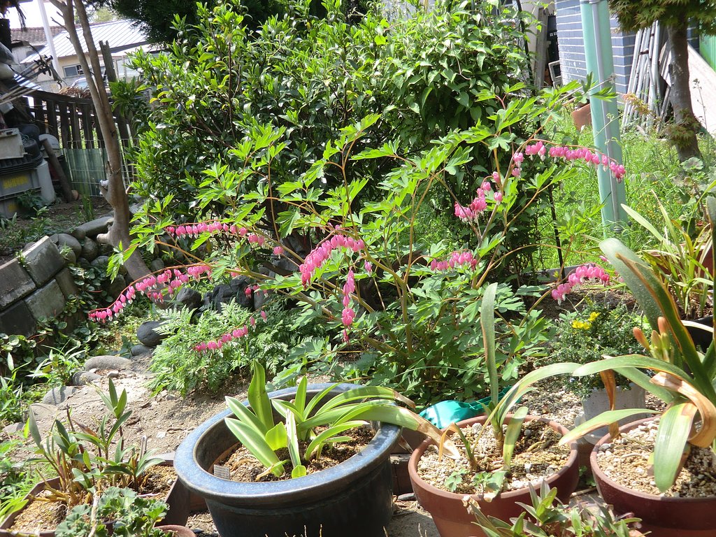 タイ釣り草